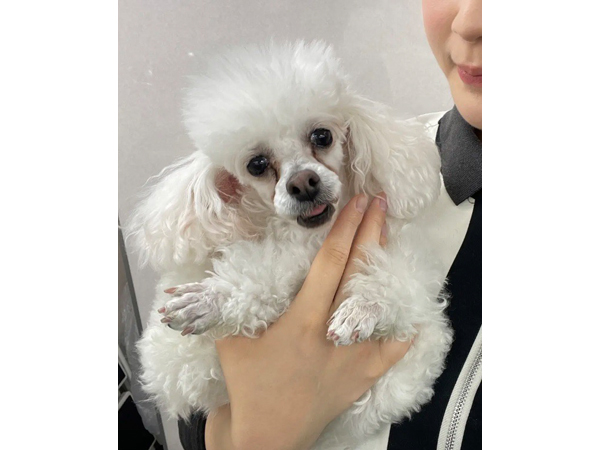 雪で作ったモデル犬♪
